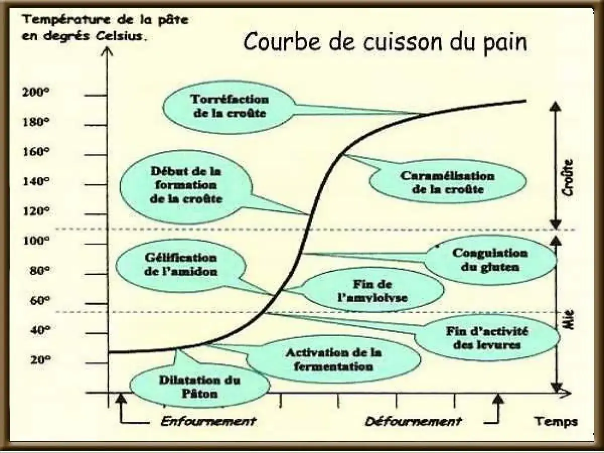 Courbe de cuisson du pain : la température de la pâte évolue de 20°C à 200°C, montrant la dilatation, la gélification, la formation de la croûte et sa caramélisation.
